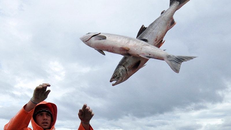 Лососевую путину на Дальнем Востоке признали успешной