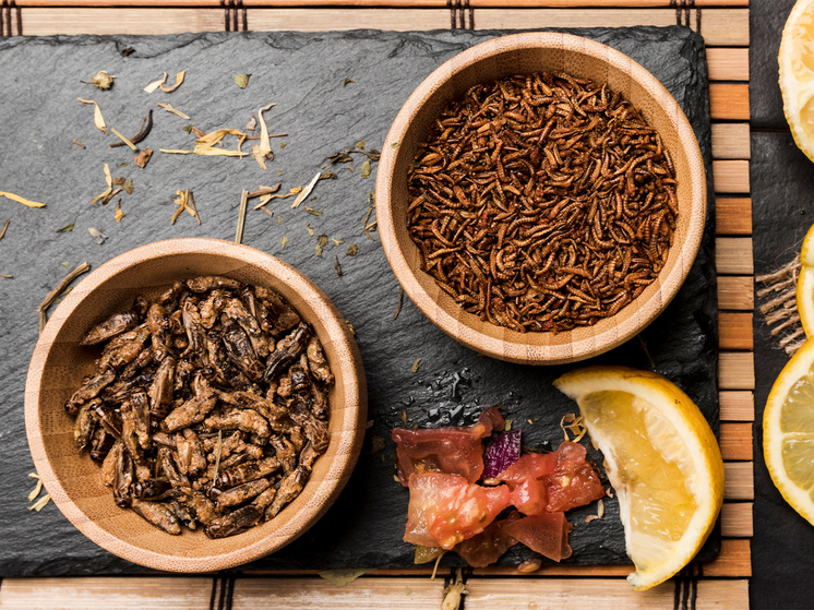 Колбаса из кузнечиков, сверчковые конфеты: будет ли дешевле меню из насекомых